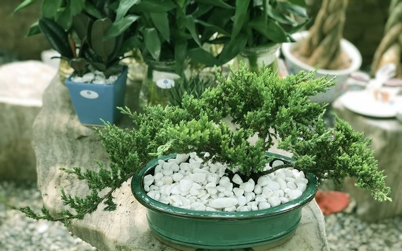 10 loại cây hút tài, đuổi tà 10 loại cây hút tài, đuổi tà