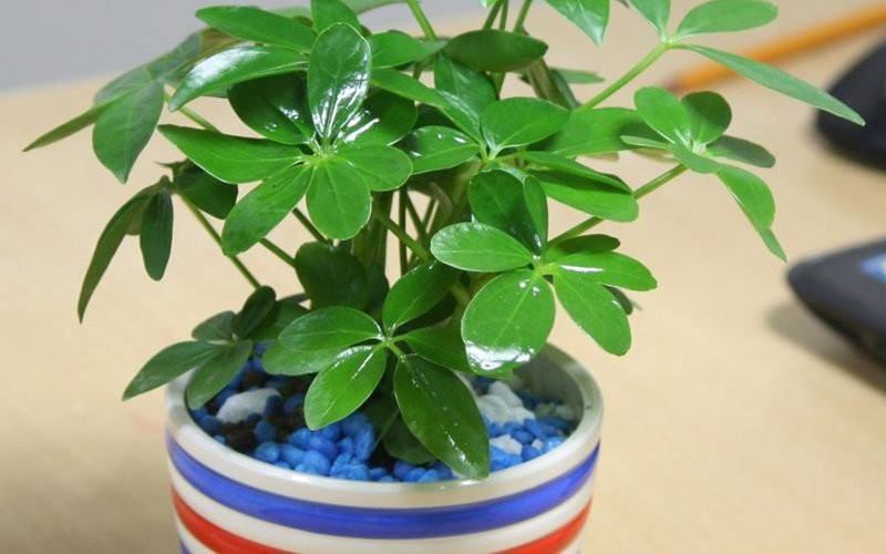 10 loại cây hút tài, đuổi tà 10 loại cây hút tài, đuổi tà