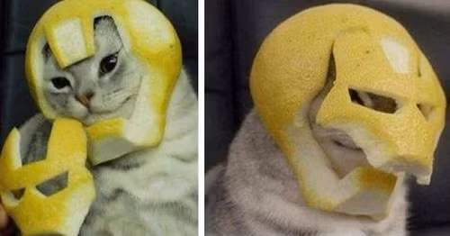 Ảnh hài hot nhất Facebook trong ngày