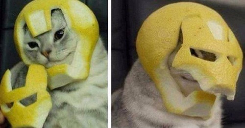 Iron mèo. Iron mèo.