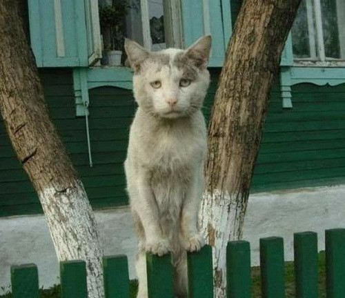 Gương mặt đáng thương. Gương mặt đáng thương.