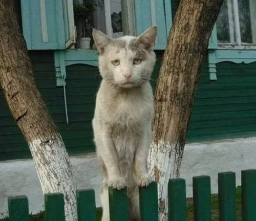 Gương mặt đáng thương.