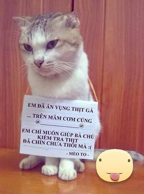 Làm mèo tốt thật khó. Làm mèo tốt thật khó.