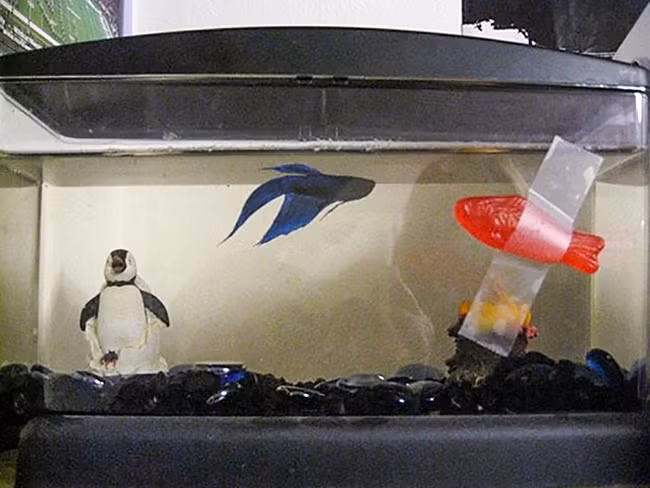 sung sot voi nhung phat minh "de doi" cua loai nguoi hinh anh 10