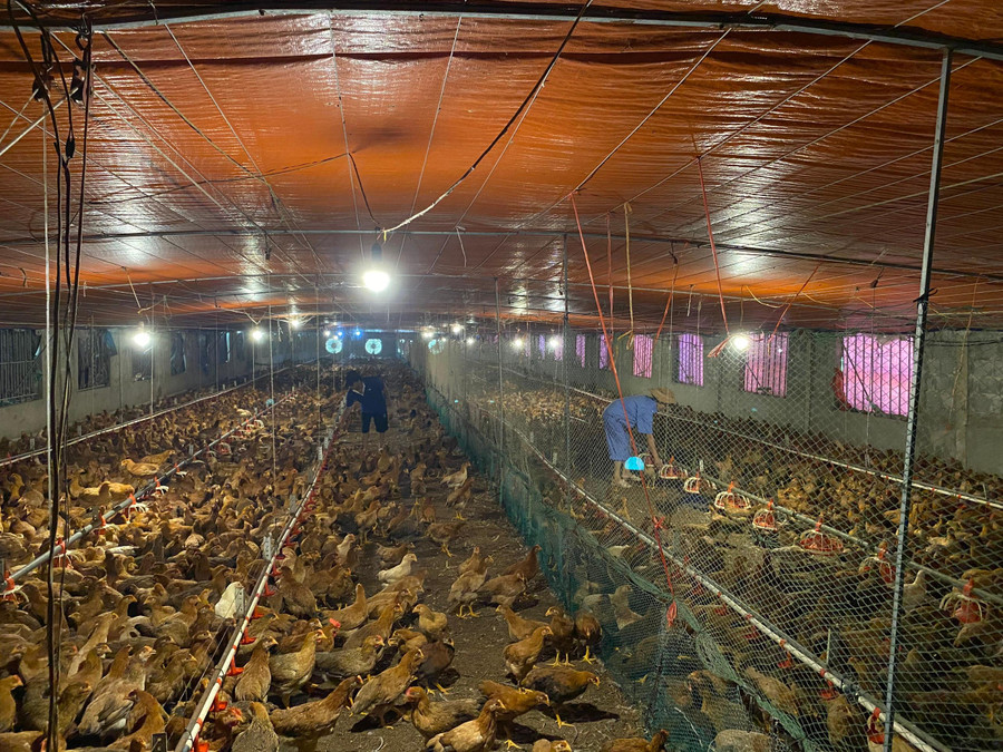 Trang trại gà phát triển kinh tế của anh Trịnh Tiến Toàn