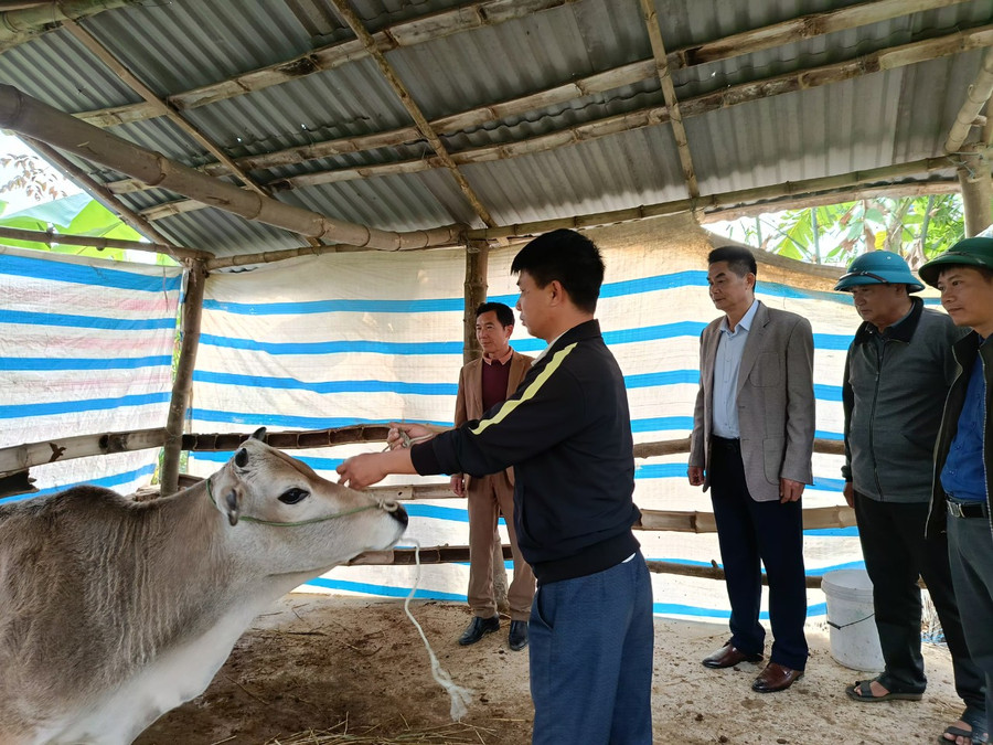 Kiểm tra chất lượng bò giống tại xã Noong Hẹt, huyện Điện Biên. Kiểm tra chất lượng bò giống tại xã Noong Hẹt, huyện Điện Biên.