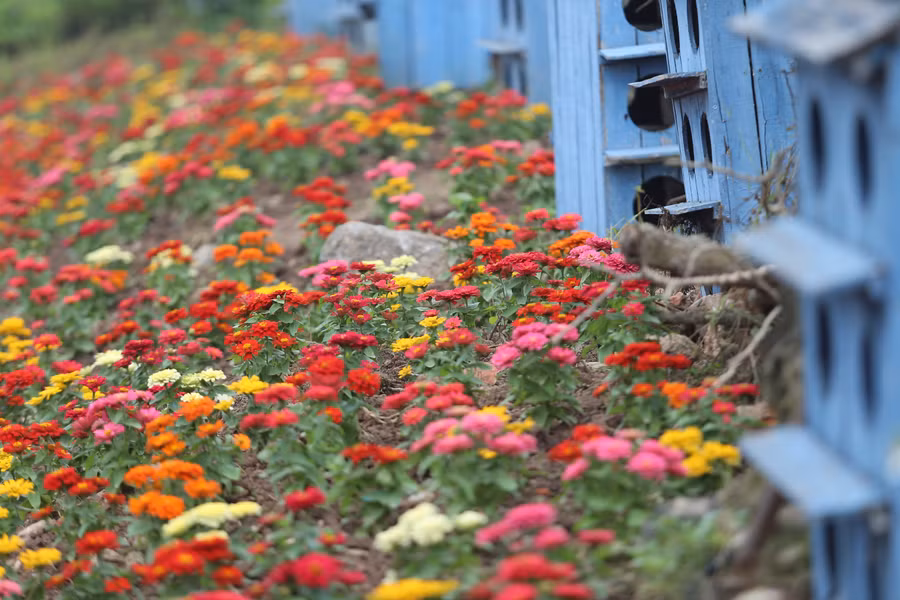 Nhiều góc nhỏ với những sắc hoa rực rỡ