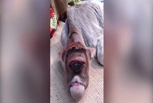 Con bê kỳ dị, sinh ra chỉ có một mắt to bất thường ảnh 1 Con bê kỳ dị, sinh ra chỉ có một mắt to bất thường ảnh 1