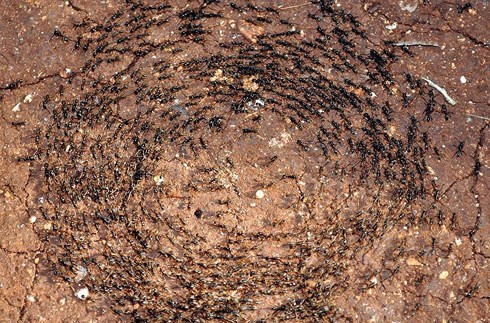 Kinh ngạc quy luật “Vòng tròn tự sát” của kiến quân đội ảnh 5 Kinh ngạc quy luật “Vòng tròn tự sát” của kiến quân đội ảnh 5