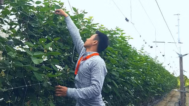 Vũ Xuân Trường – thực tập sinh chương trình thực tập tại Đức chăm sóc các loại giống berry mới