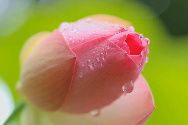 quyen ru de vuong bang mui thom, day chinh la bi kip cua cac dai my nhan trung hoa - 5