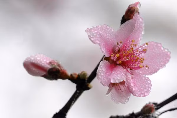 quyen ru de vuong bang mui thom, day chinh la bi kip cua cac dai my nhan trung hoa - 8