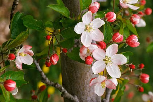 quyen ru de vuong bang mui thom, day chinh la bi kip cua cac dai my nhan trung hoa - 3