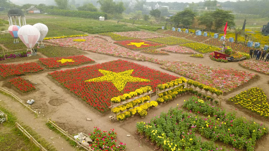 Lá cờ Tổ quốc được trồng bằng 30.000 cây hoa xác pháo và 30.000 cây cúc vạn thọ và nhiều loại cây hoa khác...