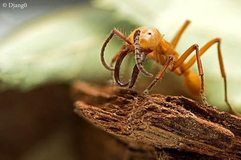 Kinh ngạc quy luật “Vòng tròn tự sát” của kiến quân đội ảnh 1 Kinh ngạc quy luật “Vòng tròn tự sát” của kiến quân đội ảnh 1