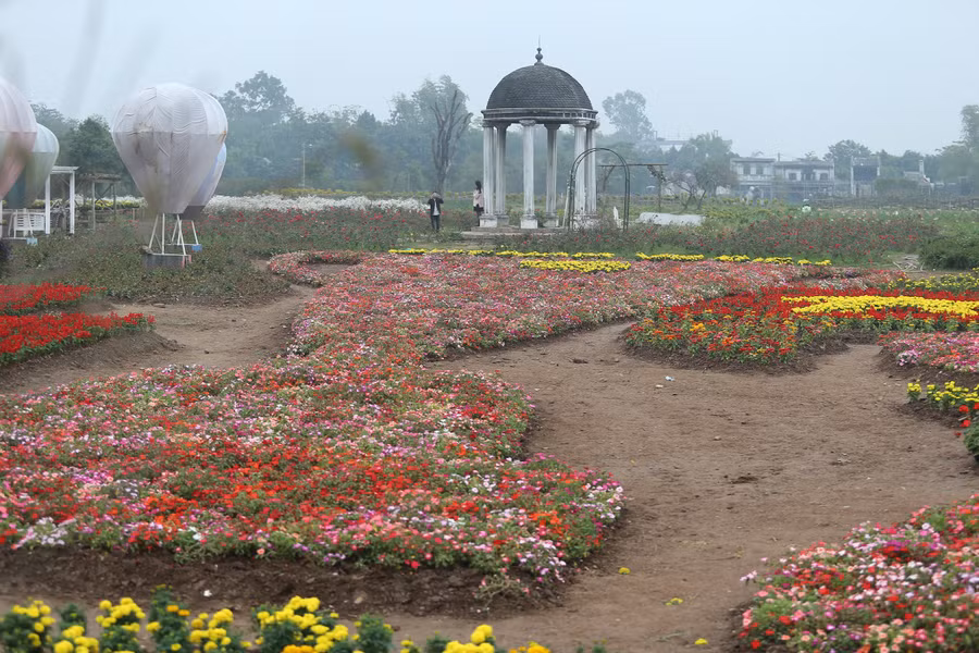 Hàng chục nghìn cây hoa thuộc rất nhiều loại các nhau được mang về đây.