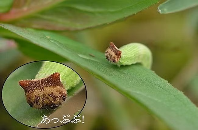 Tin được không, loài sâu này có khuôn mặt... chú mèo Hello Kitty - Hình 1