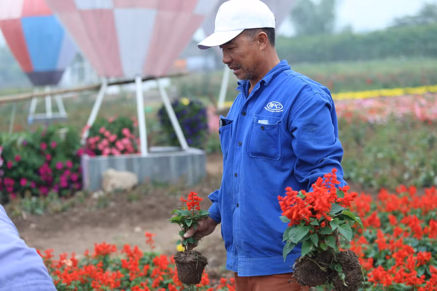 Toàn bộ được xếp bằng khoảng 20.000 cây hoa.