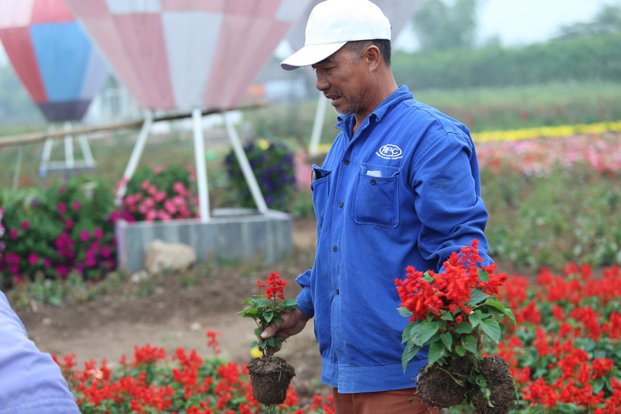 Toàn bộ được xếp bằng khoảng 20.000 cây hoa. Toàn bộ được xếp bằng khoảng 20.000 cây hoa.