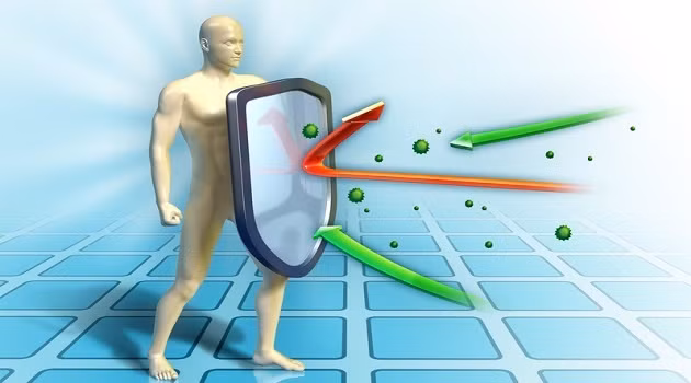 Không thể ngờ lá húng quế lại mang lại cho bạn những lợi ích không ngờ đến vậy