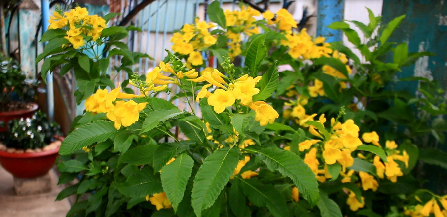 Cận cảnh ngôi nhà ở Bình Phước của gia đình cầu thủ Hồng Duy ảnh 12 Ngôi nhà ở Bình Phước của gia đình cầu thủ Hồng Duy