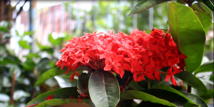 Cận cảnh ngôi nhà ở Bình Phước của gia đình cầu thủ Hồng Duy ảnh 11 Ngôi nhà ở Bình Phước của gia đình cầu thủ Hồng Duy