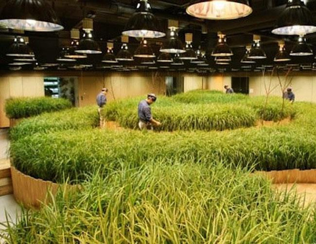 Chỉ đến Nhật Bản, du khách mới được chiêm ngưỡng những thứ độc đáo này ảnh 9 chi co toi nhat ban du khach moi duoc chiem nguong nhung thu doc dao nay - 9