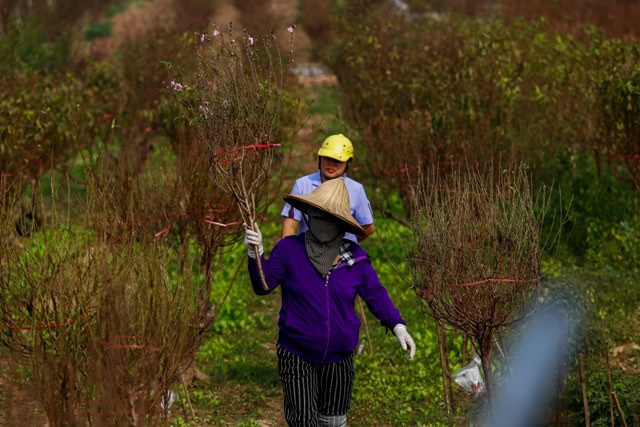 Những cành đào từ nhỏ đến to có giá khác nhau dao động từ 70.000-300.000 đ