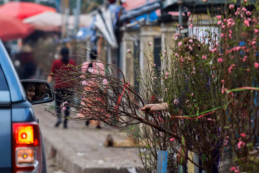 Tại chợ Quảng An đào được bán ngay phía bên ngoài, không khó để người mua có thể nhìn thấy