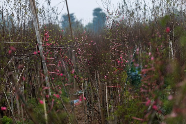 Cho dù còn hơn 1 tháng nữa mới đến Tết Nguyên Đán nhưng những cây đào ở Nhật Tân đã nở bung