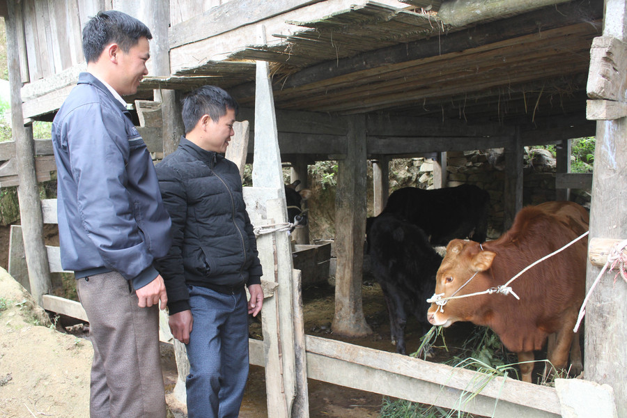 Nhóm cùng sở thích chăn nuôi bò thôn Na Vang, xã Pờ Ly Ngài