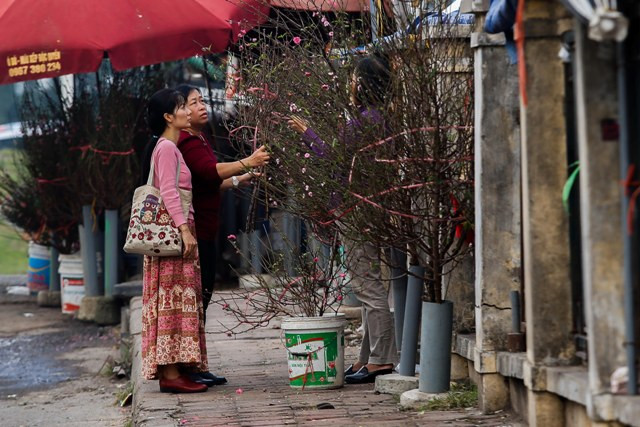 Cả dãy đào bán chỉ vỏn vẹn vài người khách ghé vào mua