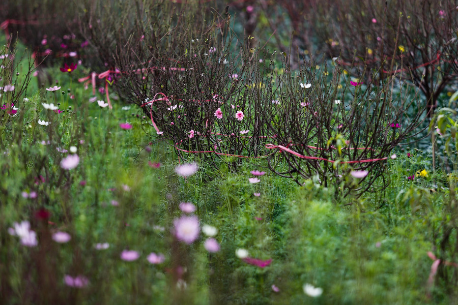 Theo người dân trồng đào cho biết, do thời tiết nóng nhiều nên đào nở sớm hơn dự kiến