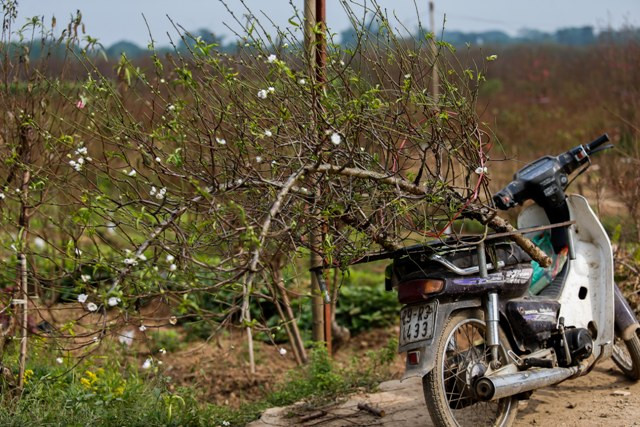 Nhiều loại đào khách nhau nở rất sát nhau nên nhiều hộ gia đình thường xuyên phải ra thăm vườn, nếu thấy đào nở thì cắt để mang ra chợ bán tránh mất giá
