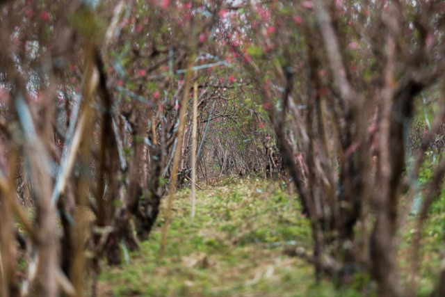 Nhiều vườn đào, hoa đã nở cả vườn, đây cũng là nỗi lo một vụ đào thất thu của nhiều hộ gia đình