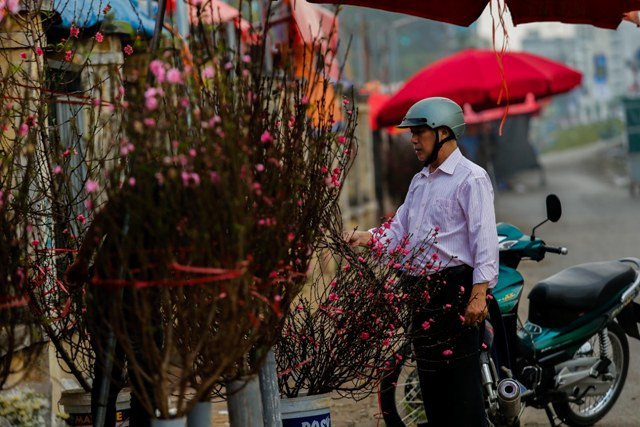 Nhiều người chọn cho mình những cành đào nhỏ, để bày trên ban thờ của gia đình chứ chưa mua những cành đào lớn để bày chơi