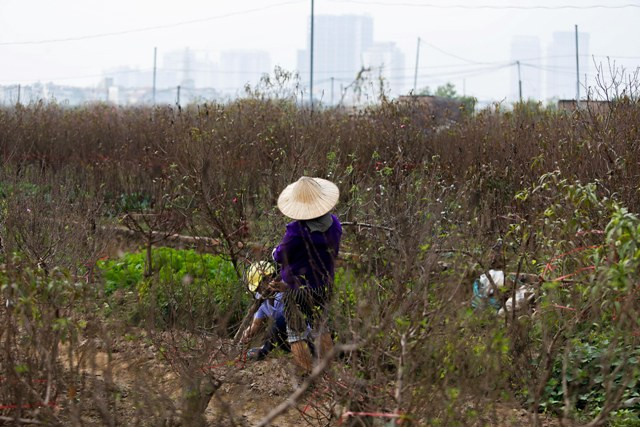 Cho dù chưa đến tháng 12 âm lịch nhưng nhiều hộ gia đình đã phải chặt những cành đào để mang ra chợ bán