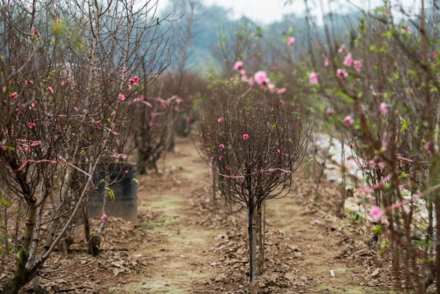 Nhiều cành đào được người dân tuốt lá sớm để bán cho dịp rằm tháng chạp, nhưng đến thời điểm hiện tại hoa đã nở