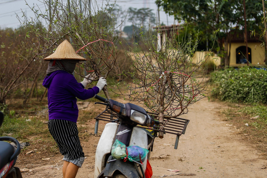 Thời gian này khách vào trong vườn tìm mua đào rất ít, phần lớn cành đào được người dân tự cắt và mang ra chợ bán cho thương lái