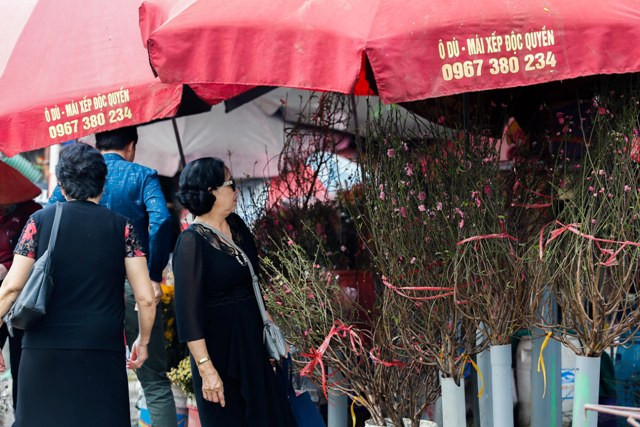 Trao đổi cùng PV, một thương lái tại chợ cho biết, đào nở sớm nên dù giá có rẻ nhưng lượng người mua cũng ít