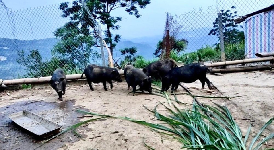 Mô hình nuôi lợn đen góp phần mang lại thu nhập khá cho gia đình anh Thủy. Mô hình nuôi lợn đen góp phần mang lại thu nhập khá cho gia đình anh Thủy.