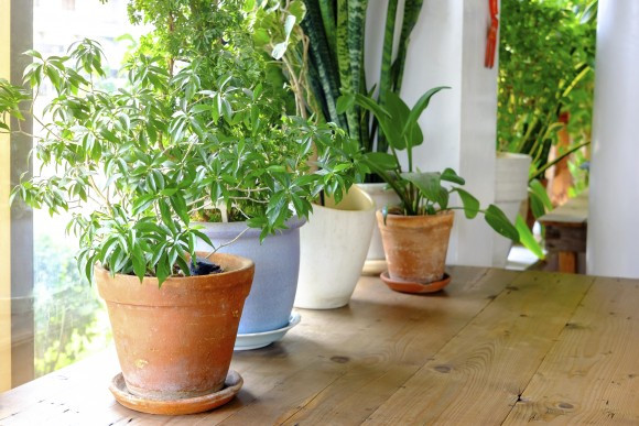 Cách đơn giản để bạn có thể “hít thở sạch” ngay trong nhà ảnh 4 Trồng cây trong nhà.