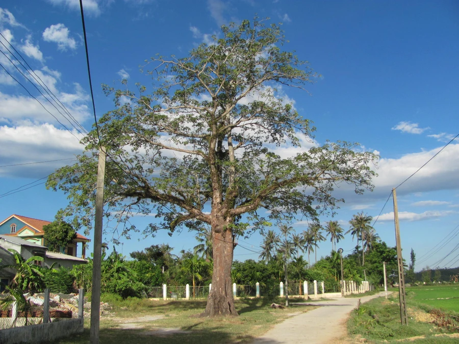 Một góc làng Tam Mỹ