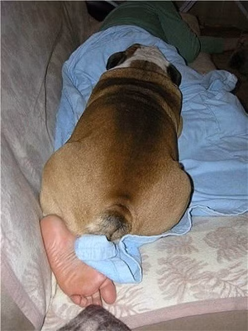 Chân ải chân ai?