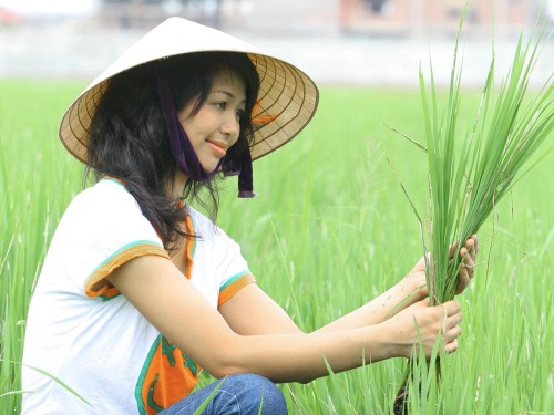 Tiến sĩ - Hoa hậu Phùng Thị Mỹ giản dị đời thường với tình yêu cây lúa (ảnh do nhân vật cung cấp) Tiến sĩ - Hoa hậu Phùng Thị Mỹ giản dị đời thường với tình yêu cây lúa (ảnh do nhân vật cung cấp)