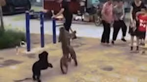 Khỉ trộm xe đạp cưỡi đi gây náo loạn đường phố