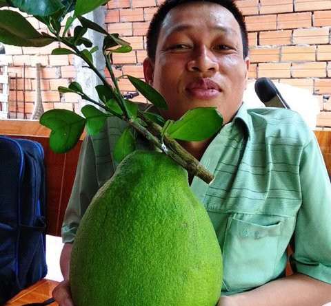 Quả bưởi Năm Roi Quả bưởi Năm Roi