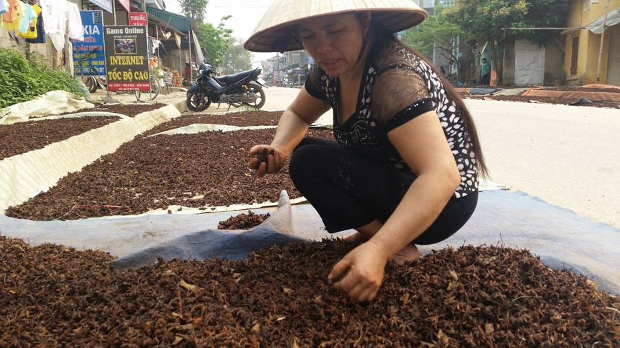 Những cánh hoa hồi được người dân thu về phơi khô, sàng lọc trước khi đưa vào lò nấu tinh dầu Những cánh hoa hồi được người dân thu về phơi khô, sàng lọc trước khi đưa vào lò nấu tinh dầu