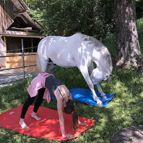 Ngựa cũng luyện yoga. Ngựa cũng luyện yoga.