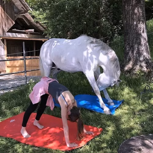 Ngựa cũng luyện yoga.